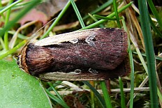 Tridrepana rotunda - Hellrandige Erdeule (Violettbraune Erdeule)